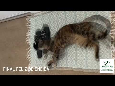 FINAL FELIZ DE ENEIDA