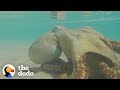 Octopus Thanks The People Who Saved His Life | The Dodo