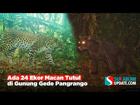 Ada 24 Ekor Macan Tutul di Gunung Gede Pangrango