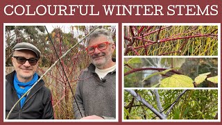 Three groups of plant for great coloured winter stems: blackberry, willow &amp; dogwood.