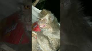 Download lagu Story' wa monyet lucu #shorts #story #storywa #monyet #lucu mp3