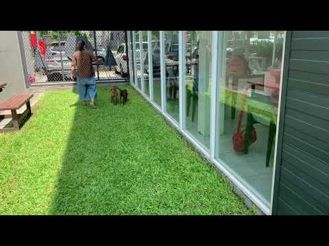 Odelia (dark brindle) and Olive (light brindle) leash walk training