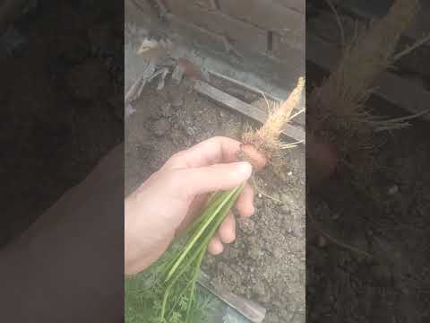 Philopater Mourice زراعة الجزر Carrot 🥕