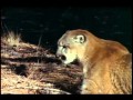 Black Bear VS Mountain Lion Part 1