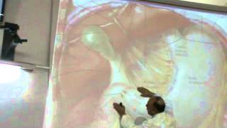 Dr.Sherif Fahmy - Abdomen 7 (D3m 4) "Stomach"