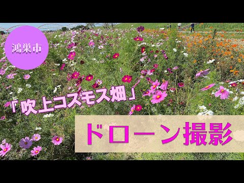 鴻巣市「吹上コスモス畑」～ドローン撮影～