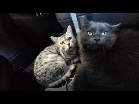 Cosmo hilft mir zu gewinnen 