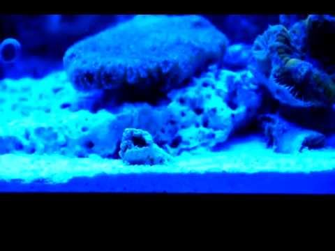 Halichoeres chrysus going to sleep in sand