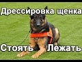 Дрессировка щенка: команда стоять и лежать 