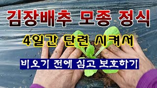 [텃밭농부 2,040]  김장배추 모종 정식하고 보호하는 방법. 비 오길 기다려 겨우! #배추재배