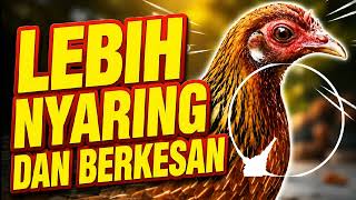 Download lagu Suara / Bunyi Pikat Ayam Hutan Betina Nyaring Dan Ampuh mp3 Download lagu Suara / Bunyi Pikat Ayam Hutan Betina Nyaring Dan Ampuh mp3