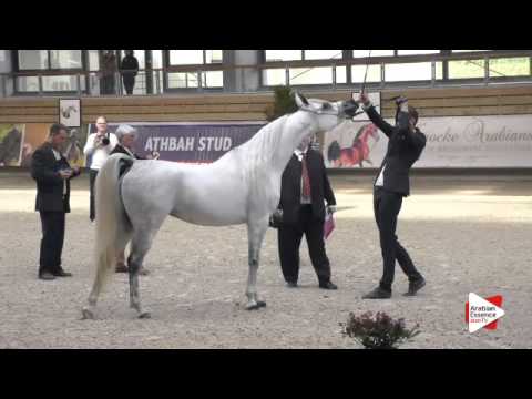 N.39 NESJ EL MARKHISA - DEAUVILLE 2015 - Mares 4-7 years old (Class 4)