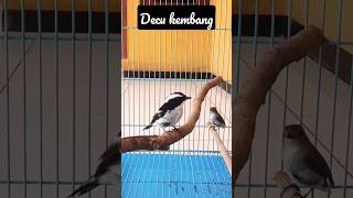 Download lagu #Decu Kembang sepasang mp3