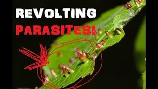 Treating Nasty Parasites | Manly-Man Skills
