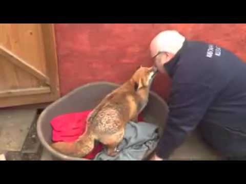 la volpe più dolce del mondo!