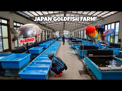 HUGE GOLDFISH FARM Tour in Japan!