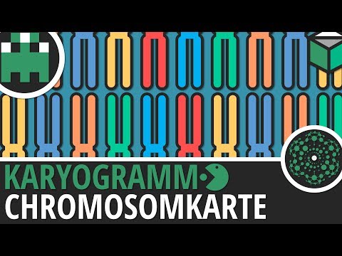 Chromosomenkarte Karyogramm einfach erklärt│Biologie Lernvideo [Learning Level Up]