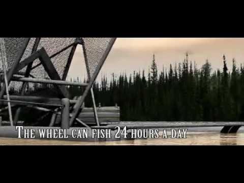 Could fish wheels save Alaska's Yukon River king salmon runs?