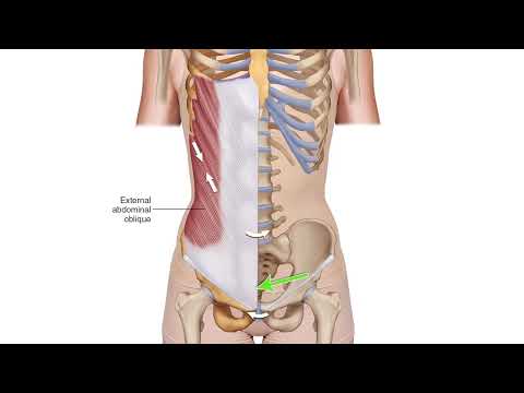 External Abdominal Oblique   Muscle Attachment Drawn Illustration Video