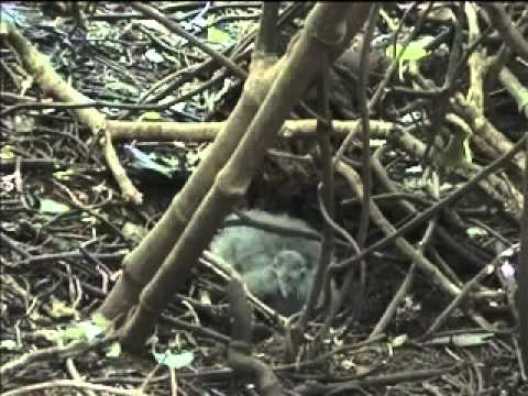 Broad billed prion chick