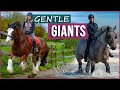 Gentle Giants Award Winning Film Meet Amazing Draft Horses