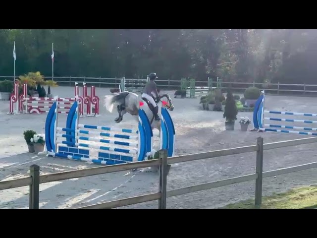 Caballo castrado KWPN Caballo de Deporte Neerland&eacute;s En venta 2015 Tordo por FABRIANO VDL