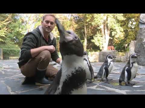 Tučňáci Humboldtovi v Zoo Praha