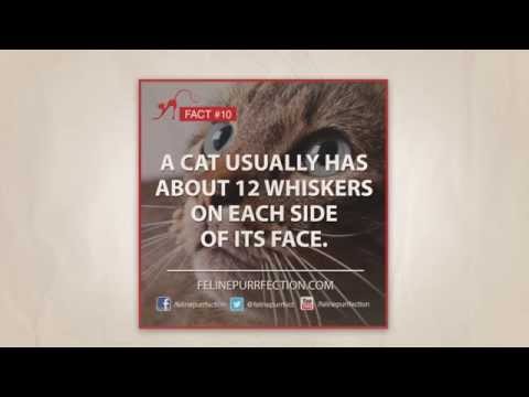 Cat Facts: Cats have about 12 whiskers on each side of its face