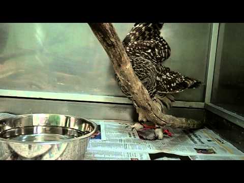 Barred Owl Playing With Remote Controlled Mouse Toy