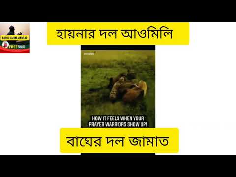 হায়নার দল আওমিলিগ আর বাঘের দল জামাত