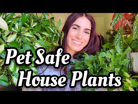 12 Pet Safe Indoor House Plants + Updates on My Cat 😸💕 Non-toxic Pet Friendly Plants for Your Home🪴