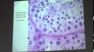 2) Dr. Jehan 23-3-2015 [ Male Genital System till sertoli cells ]