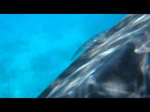 Olympus TG-320 Underwater Test - Whale Shark
