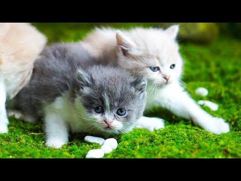 Verspielte Kätzchen spielen im Gras - Süße Katzenvideos - Katzengeräusche