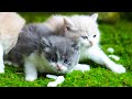 Anak Kucing Yang Lucu Bermain Di Rumput Video Kucing Lucu Suara Kucing