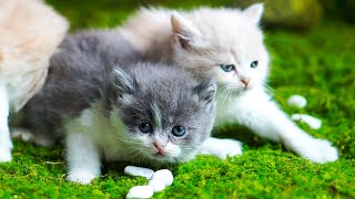 Download lagu Anak kucing yang lucu bermain di rumput - Video kucing lucu - Suara kucing mp3