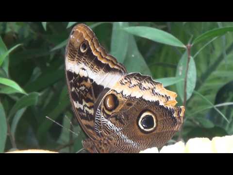 orchideenhoeve 11-03-2017