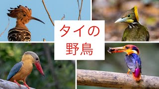 タイは野鳥パラダイス #タイ#野鳥