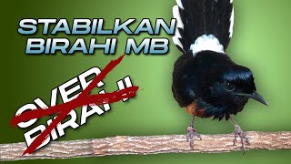 Download lagu Cara Mengatasi Murai Batu Over Birahi Setelah mabung mp3