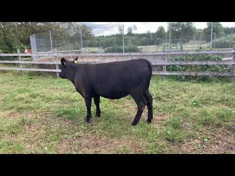 Katalognr 21 - 377, Nätauktion Bäck Bondstorp 20200918