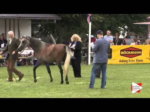 N.38 MASAII - Ströhen 2015 C-Show - Colts 2 years old (Class 6)