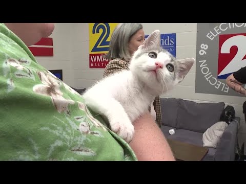 Pets on Set: The Mall Kittens - YouTube