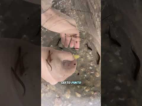 HO TROVATO dei pesci sotto a un SASSO🐟
