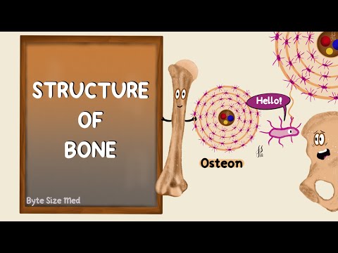 Structure of Bone | Lamellar Bone | Compact and Cancellous Bone | Bone Histology