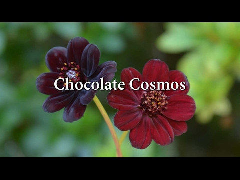 Chocolate Cosmos - How to grow and Care For Cosmos astrosanguineus