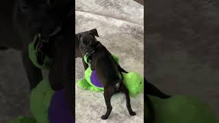 Video preview image #1 Labrador Retriever-Unknown Mix Puppy For Sale in The Woodlands, TX, USA