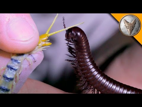 Millipede Vs Centipede