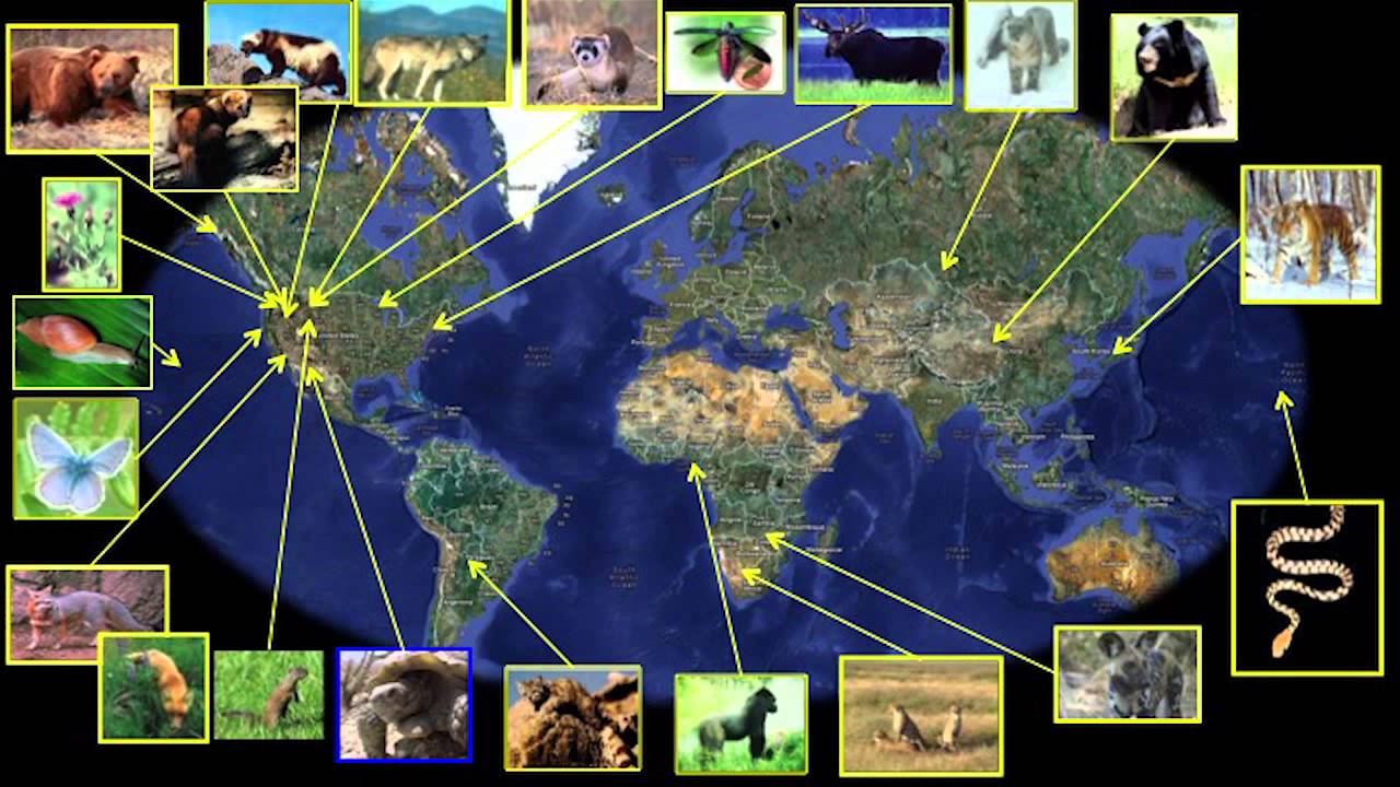 Right under our noses -- dogs are saving the world | Megan Parker | TEDxBozeman