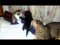 Tuxedo Color Kittens Fight