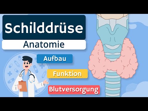 Thyroid - structure and function explained